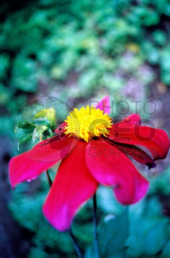 1757 Red & Yellow Flower, Maui, HI