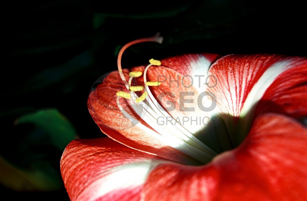 1758 Red Flower, Maui, HI