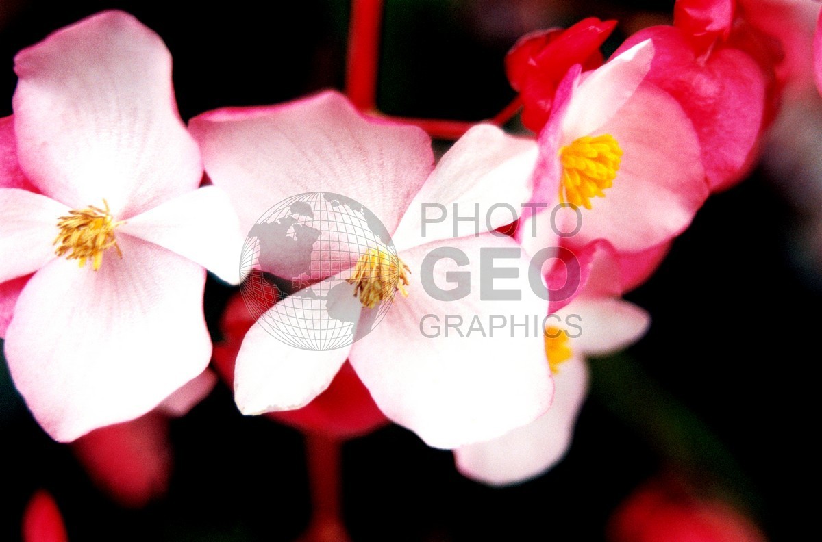 1759 Pink Flower, Maui, HI