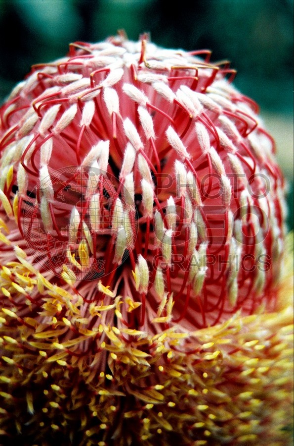 1760 Red Protea, Maui, HI