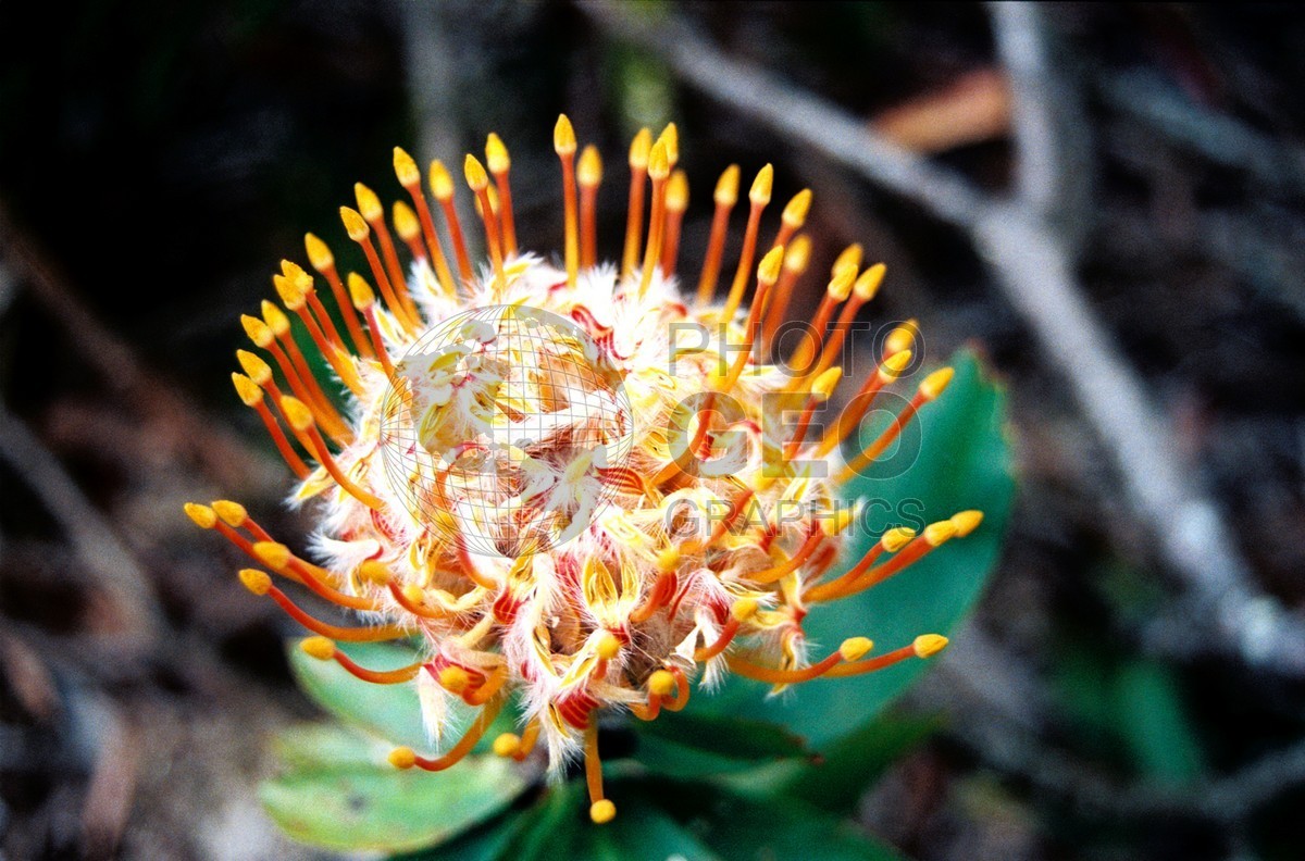 1761 Orange & Yellow Protea, Maui, HI