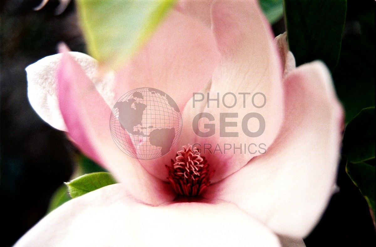1762 White & Pink Gardenia, Maui, HI