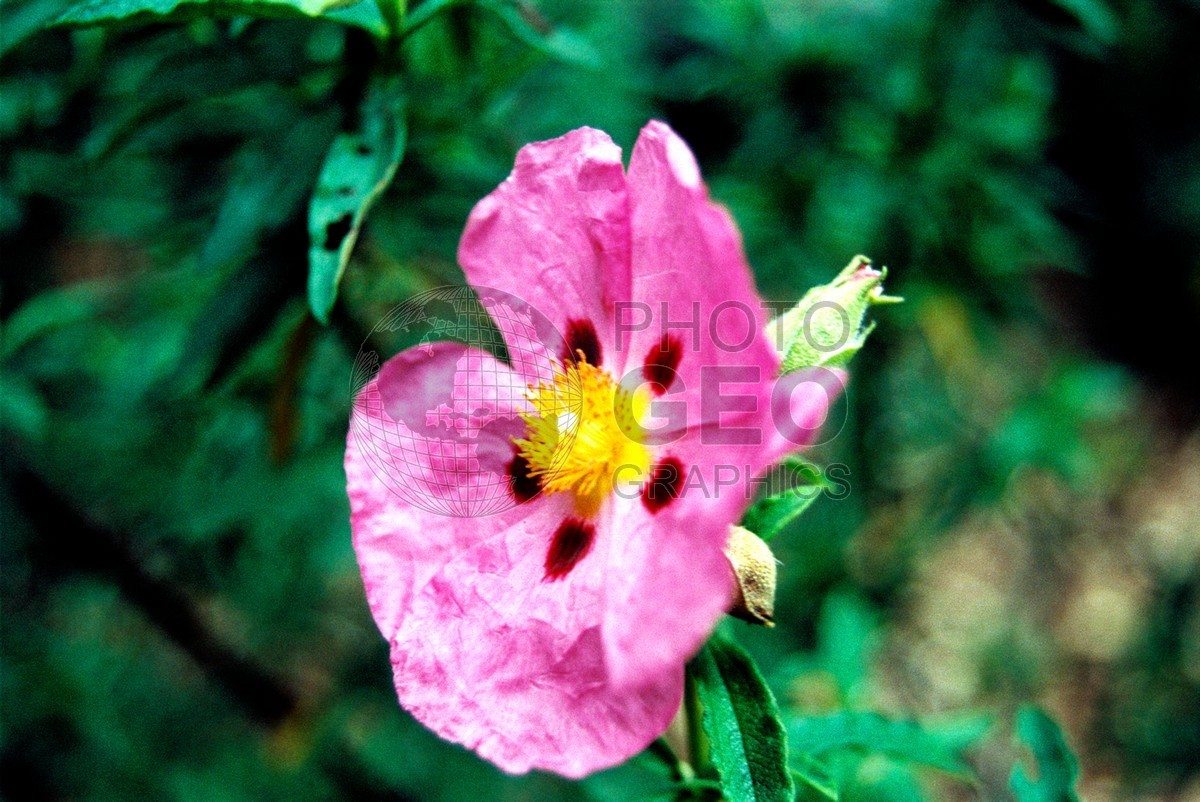 1763 Pink & Yellow Flower, Maui, HI