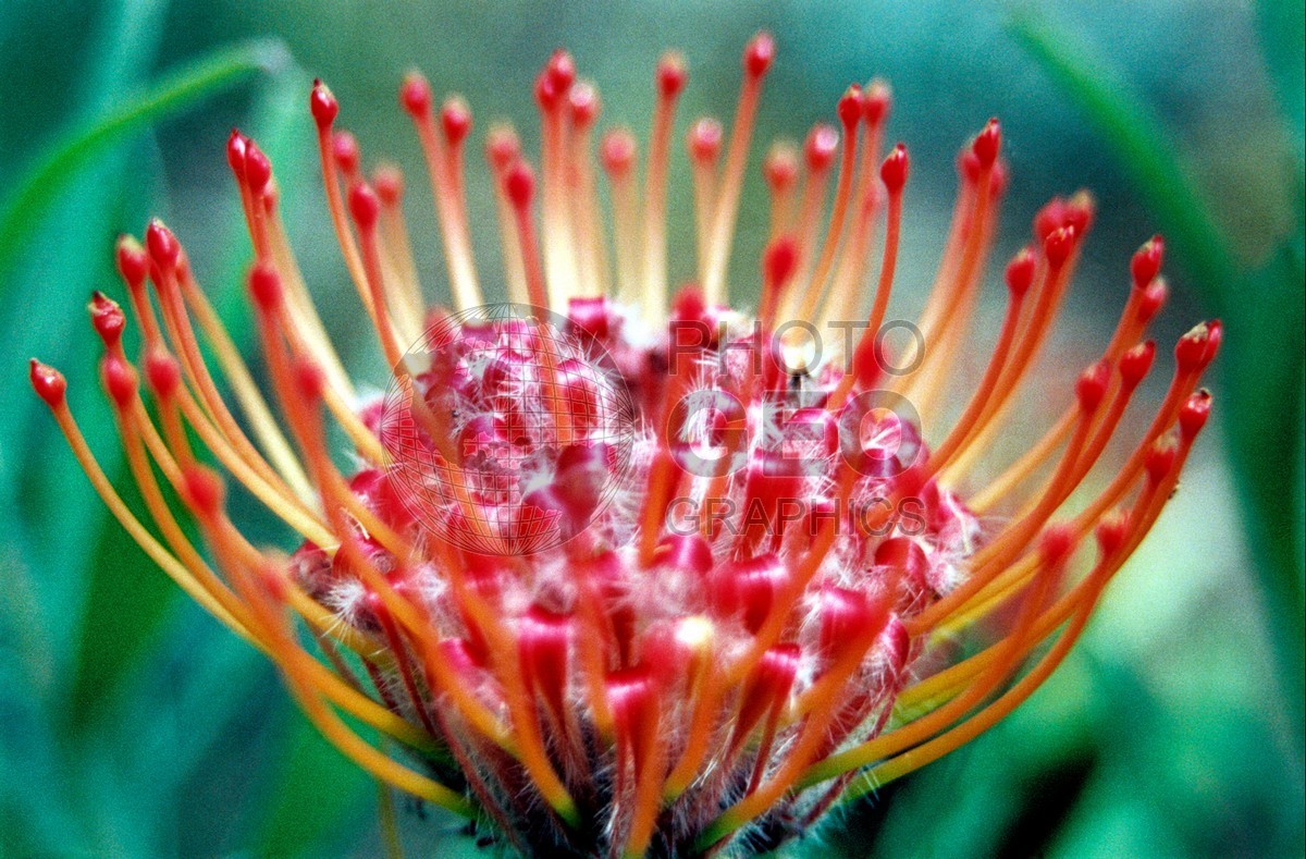 1764 Red Protea, Maui, HI