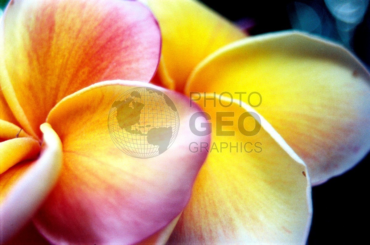 1770 Pink & Yellow Plumeria., Maui, HI
