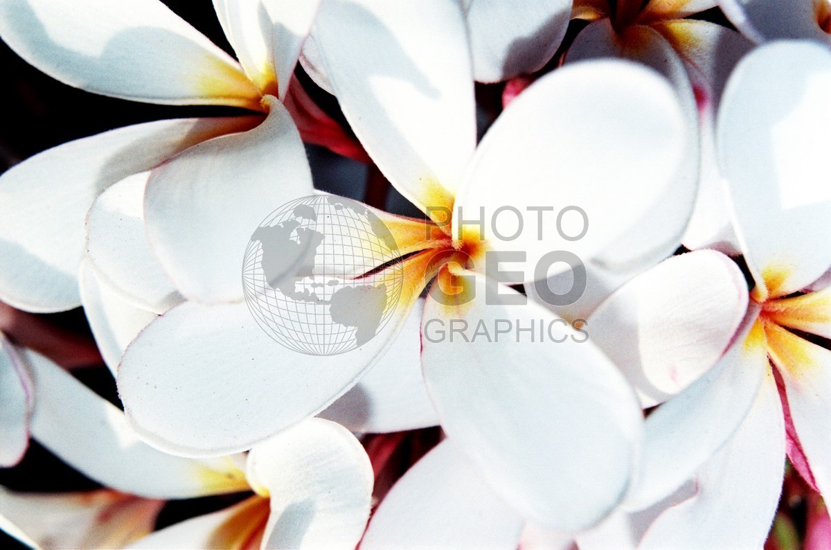 1771 White & Yellow Flower, Maui, HI