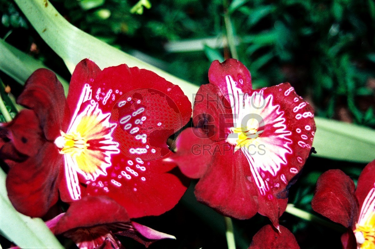 1773 Red Pansies,, Maui, HI
