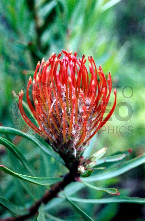 1781 Red Protea, Maui, HI