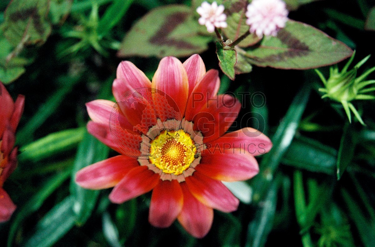 1782 Pink & Yellow Flower, Maui, HI