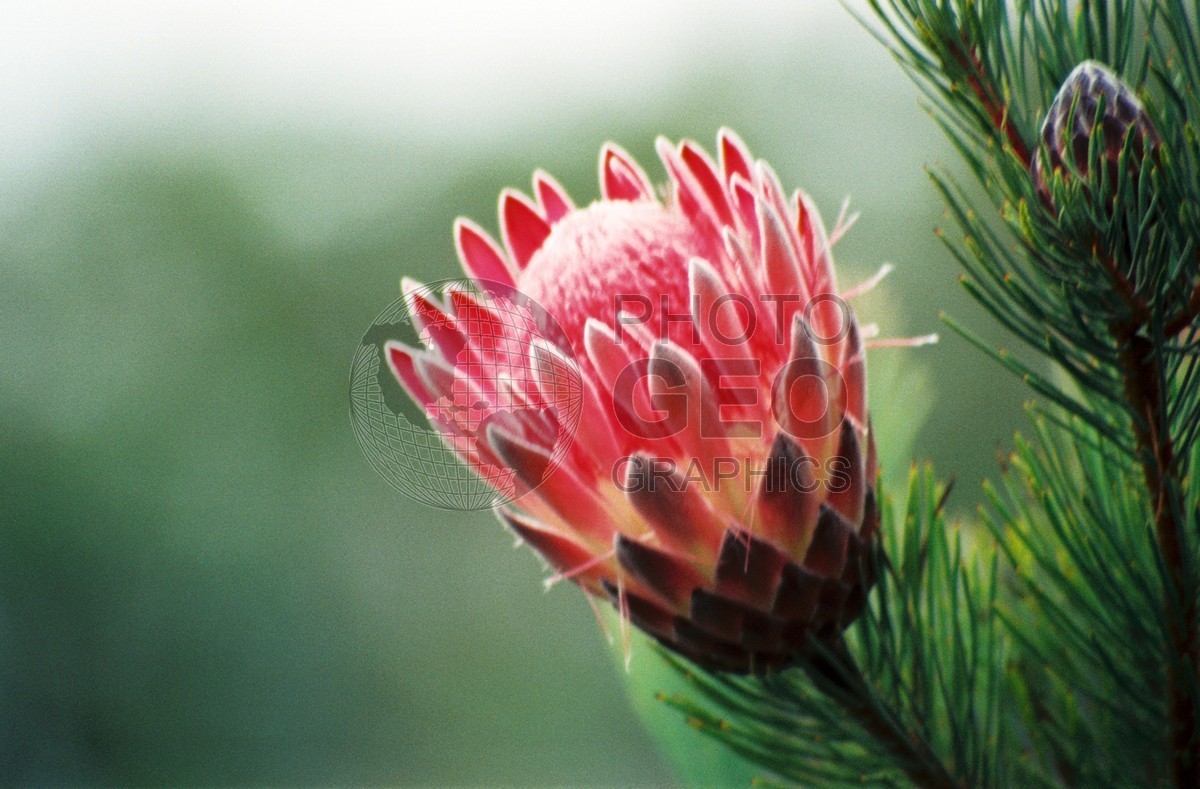 1784 Red Protea, Maui, HI