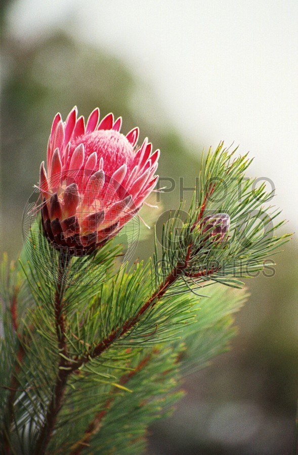 1785 Red Protea, Maui, HI