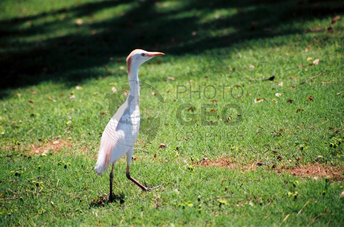 1786 Egret, Maui, HI