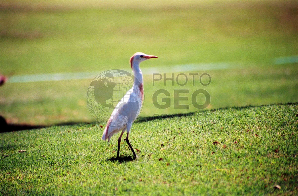 1787 Egret, Maui, HI