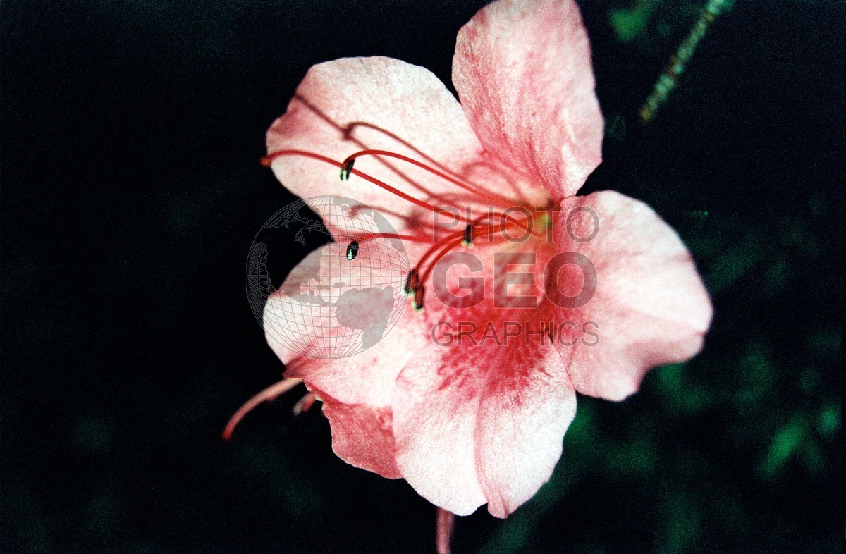 1798 Pink Flower, Maui, HI