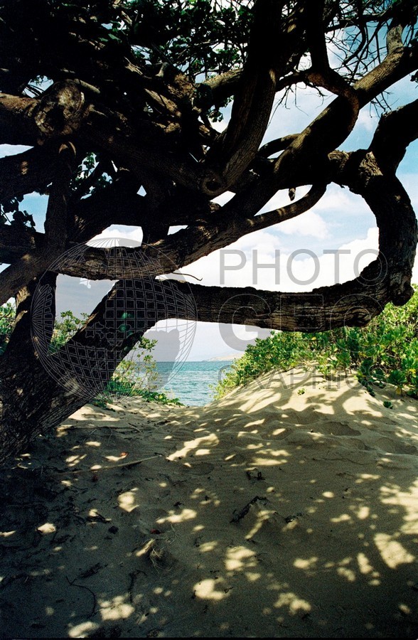 1800 Shadow in Beach, Maui, HI
