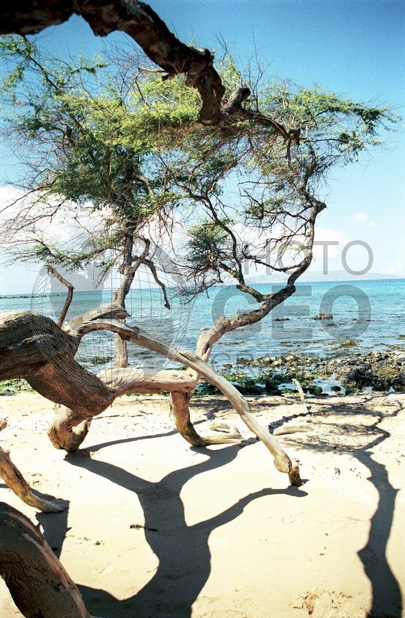 1807 Beach. Maui, HI
