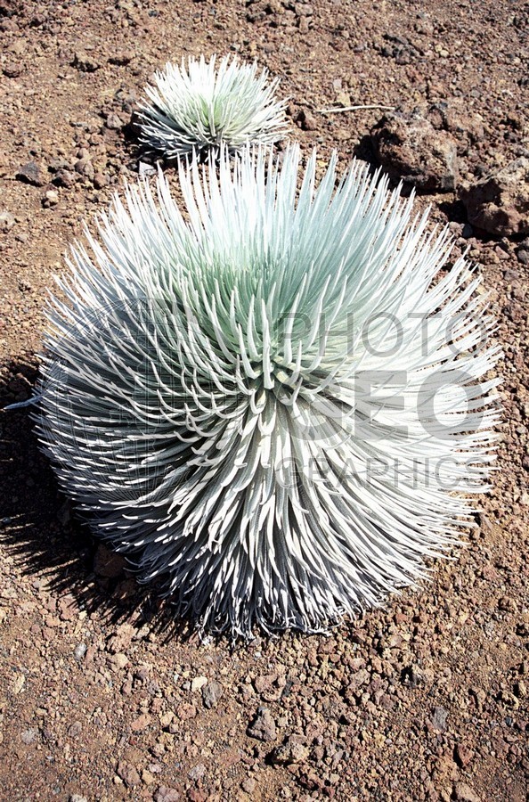 1811 Silversword, Maui, HI