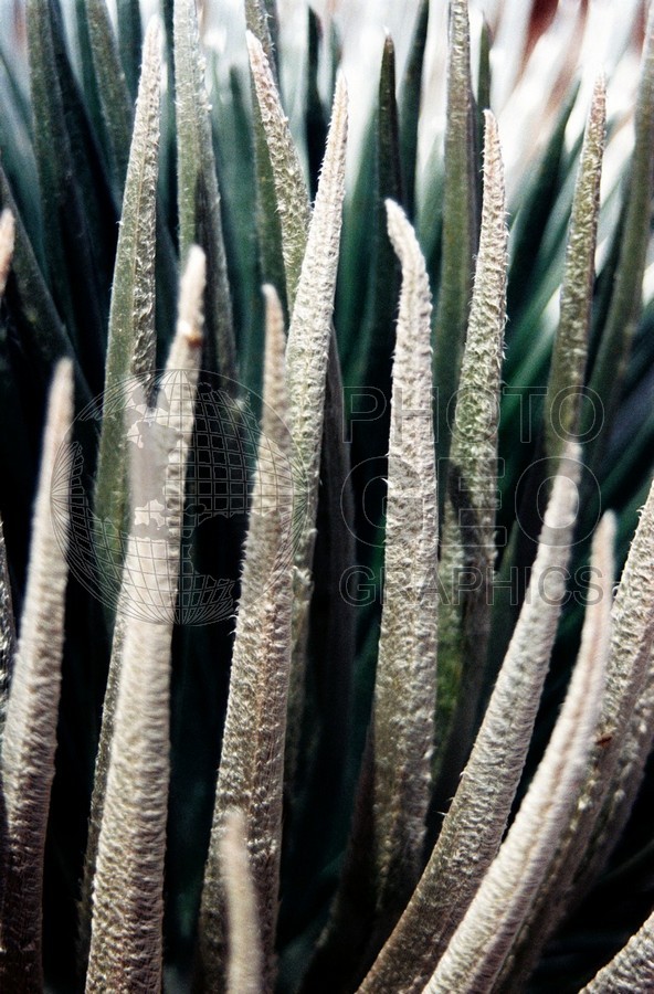 1813 Silversword, Maui, HI