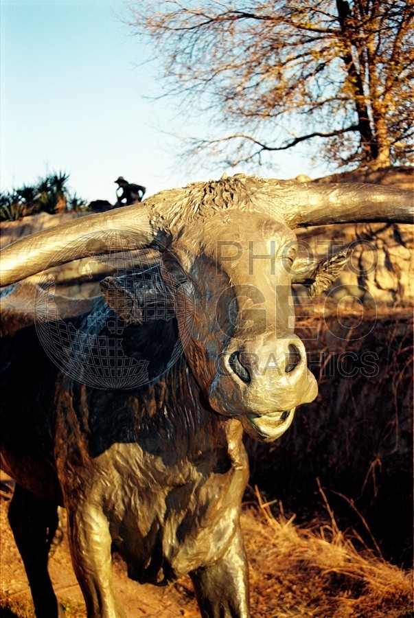 1822 Longhorn Bronze, Dallas, TX
