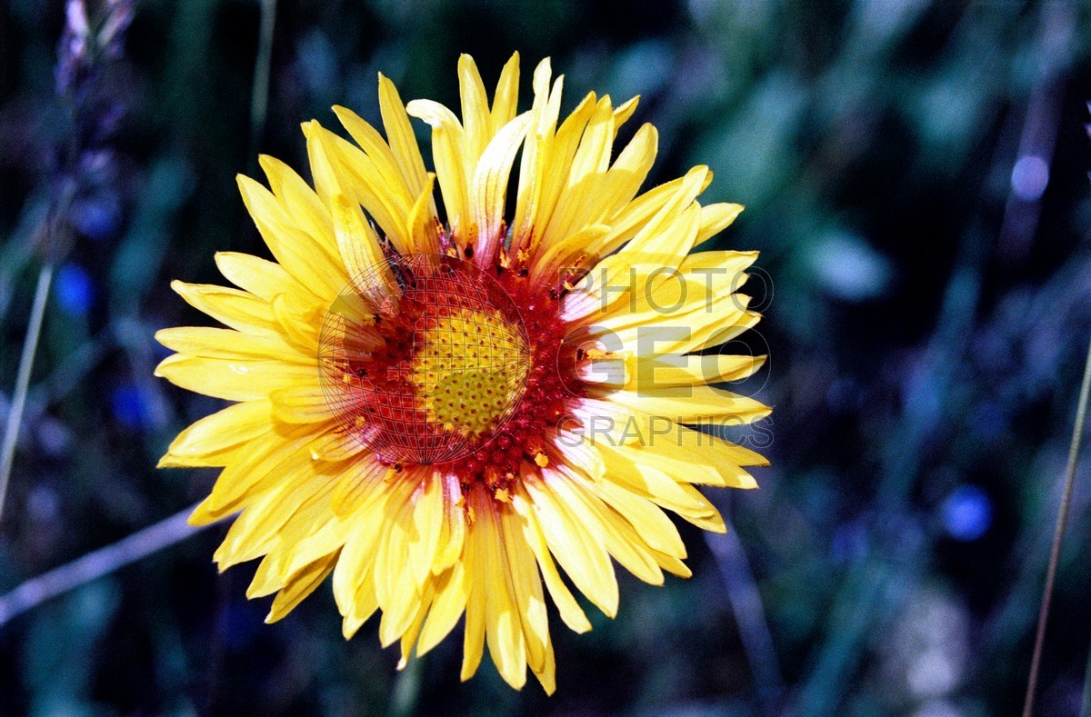 1829 Yellow & Red Flower, Kananaskis, AB