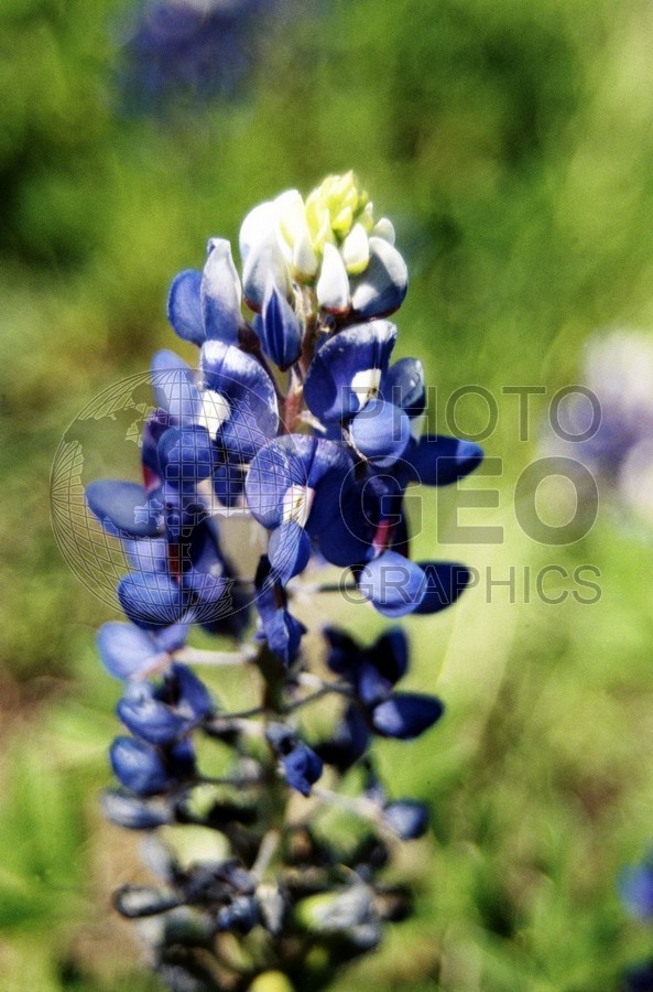 1834 Bluebonnets. Richardson, TX