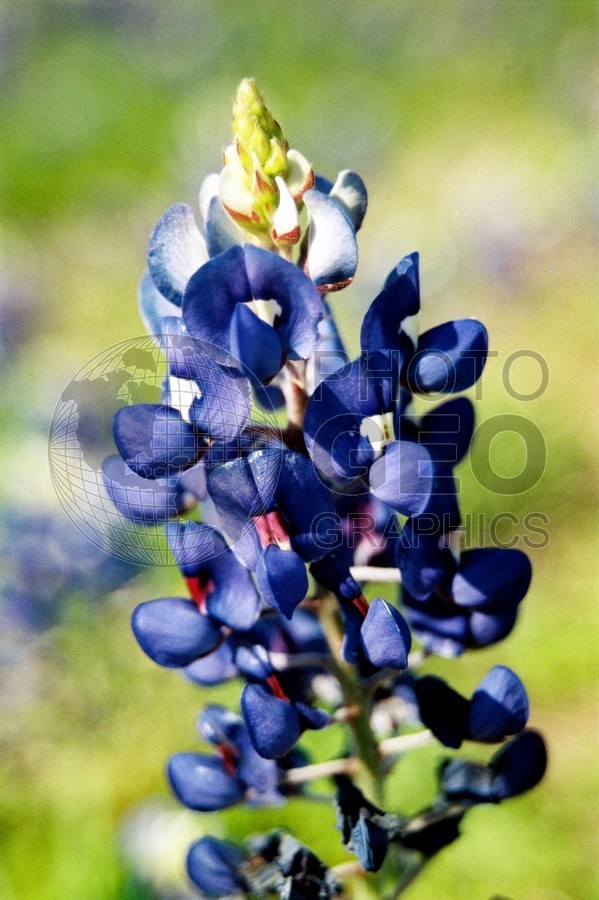 1835 Bluebonnets. Richardson, TX