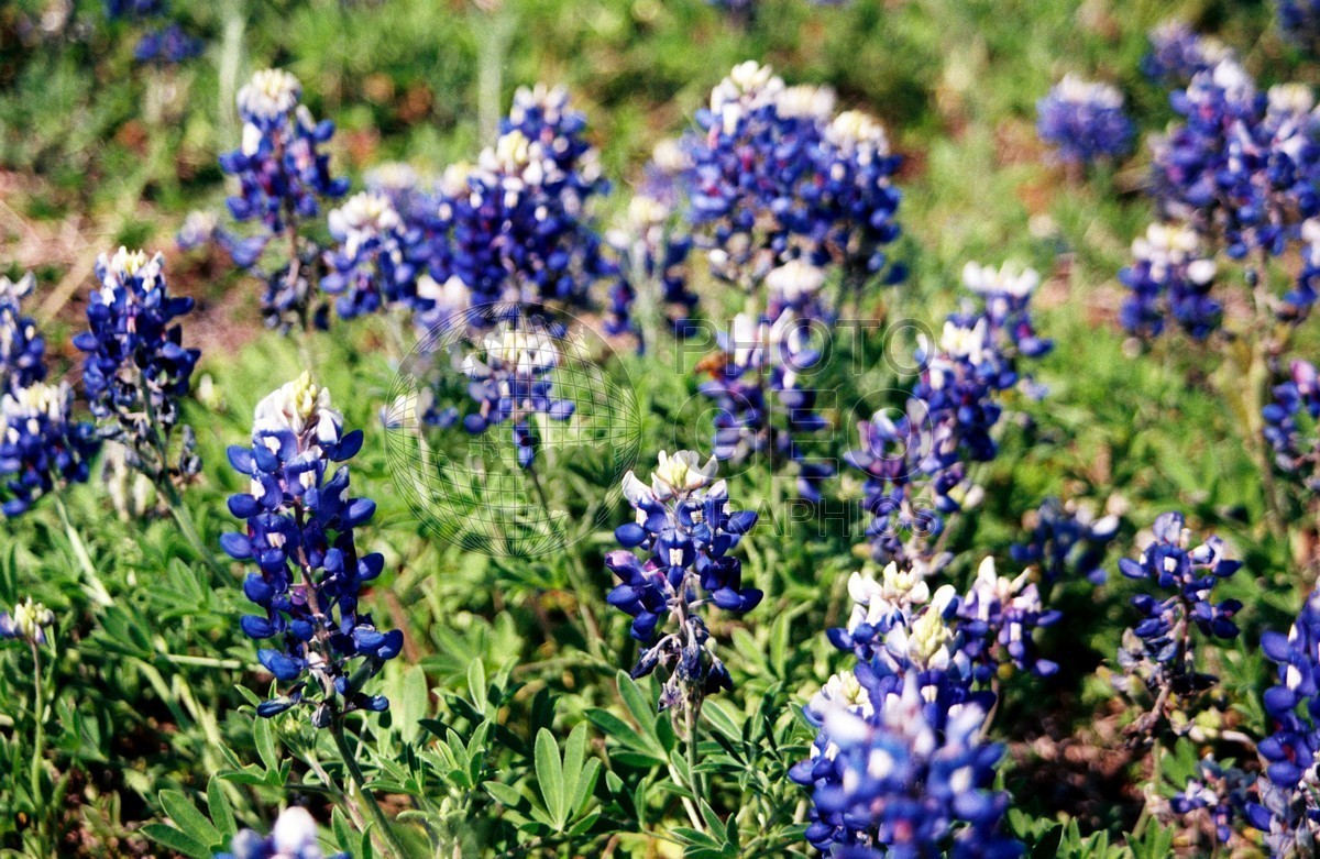 1836 Bluebonnets. Richardson, TX