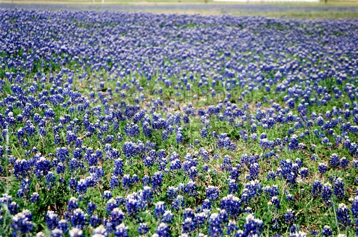 1837 Bluebonnet Field. Richardson, TX