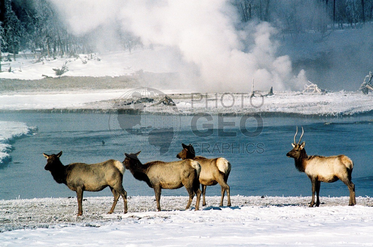 1838 Mule Deer. Yellowstone National Park, WY