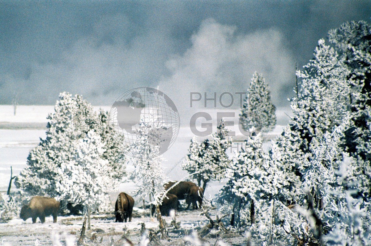 1839 Buffalo in Snow. Yellowstone National Park, WY