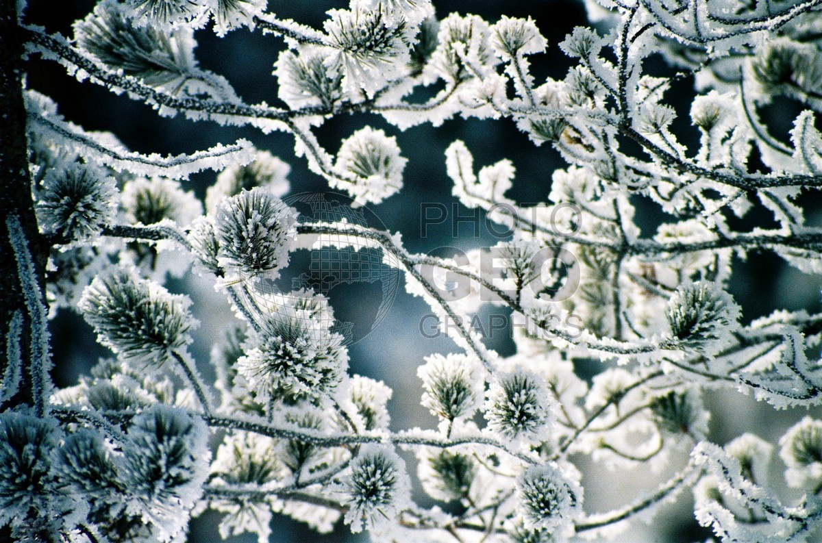 1840 Snowy Lodgepole Pine. Yellowstone National Park, WY