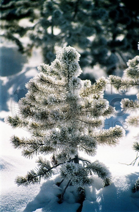 1841 Lodgepole Pine in Snow. Yellowstone National Park, WY