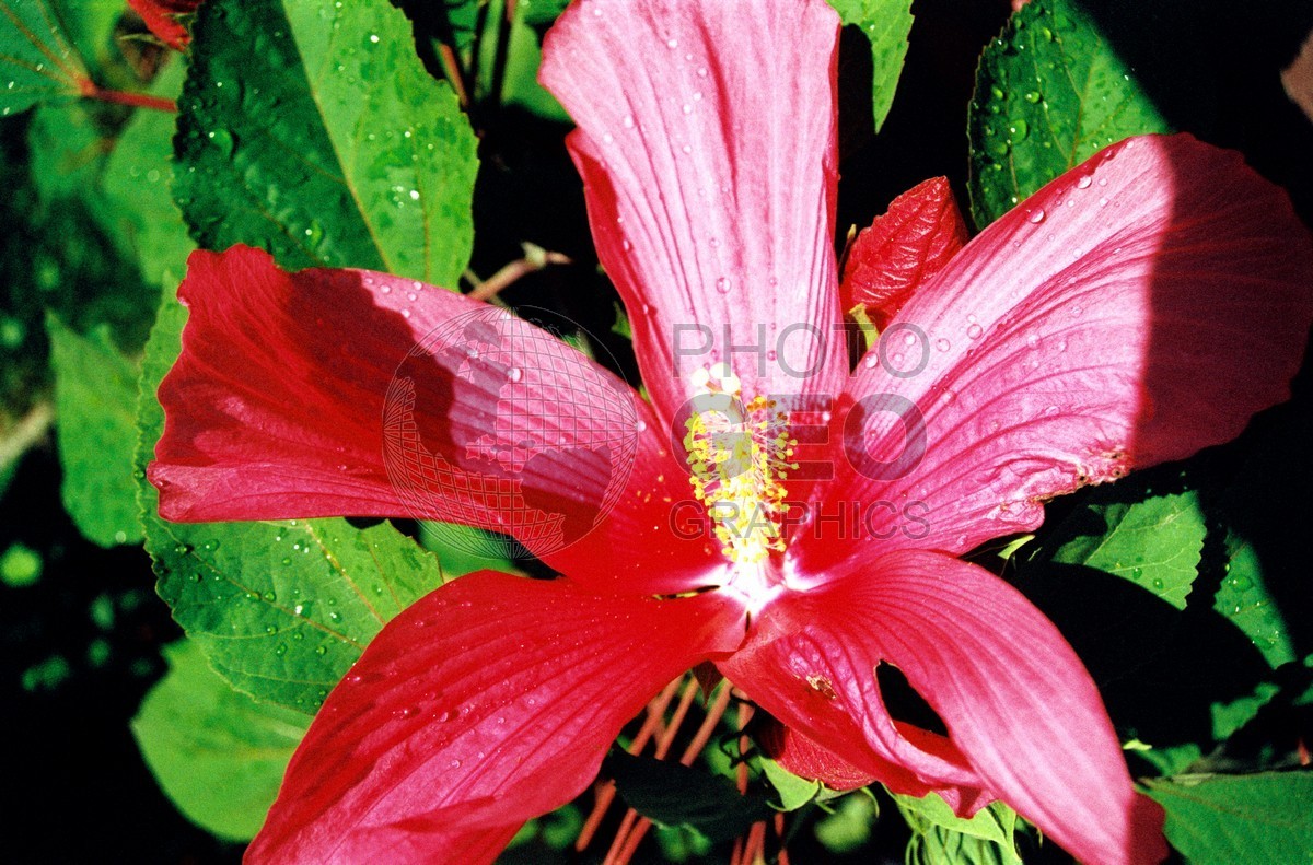 1847 Red Hibiscus, Albuquerque, NM