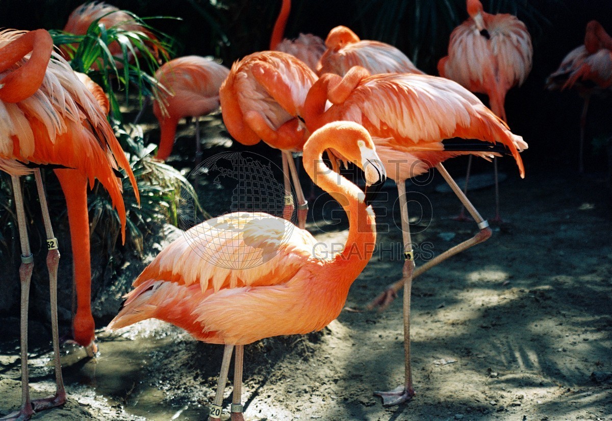1856 Flamingos, New Orleans, LA