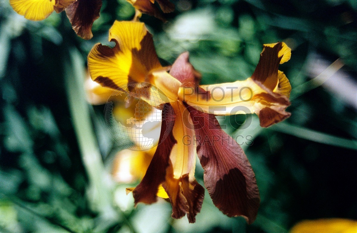 1857 Yellow & Brown Iris, Dallas Arboretum, TX