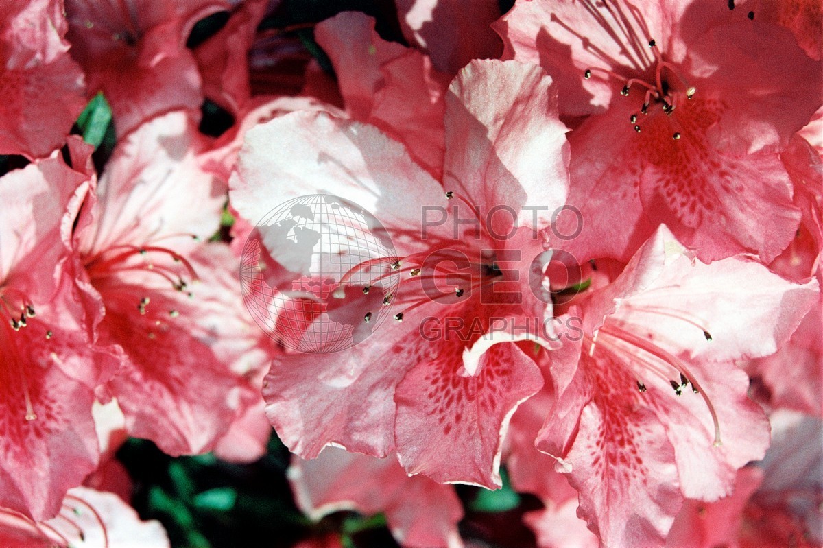 1859 Pink Azaleas, Dallas Arboretum, TX