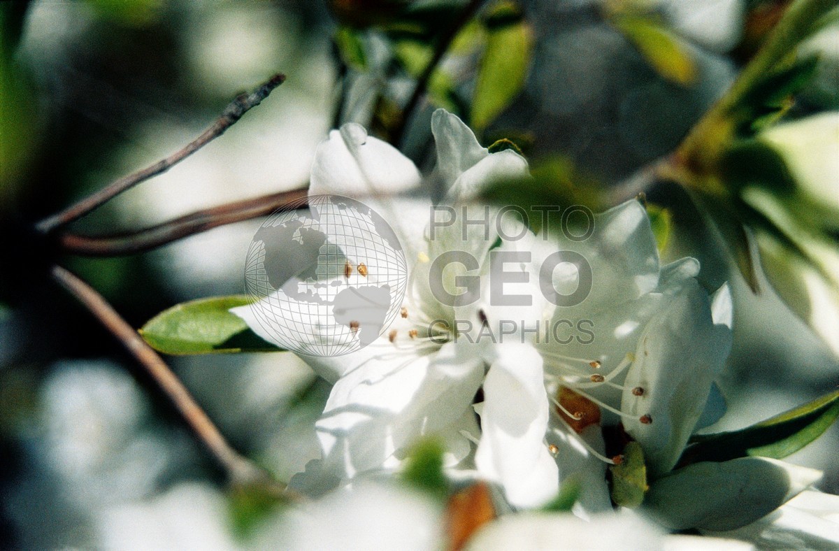 1860 White Azaleas, Dallas Arboretum, TX