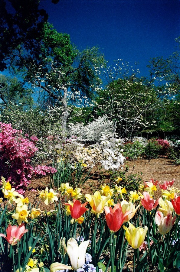 1861 Spring Blooms, Dallas Arboretum, TX