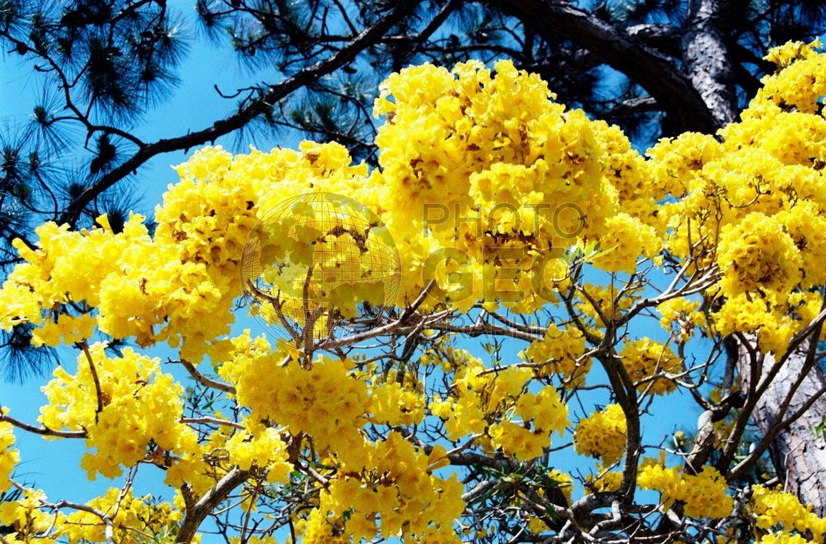 1869 Yellow Flowered Tree, Naples, FL