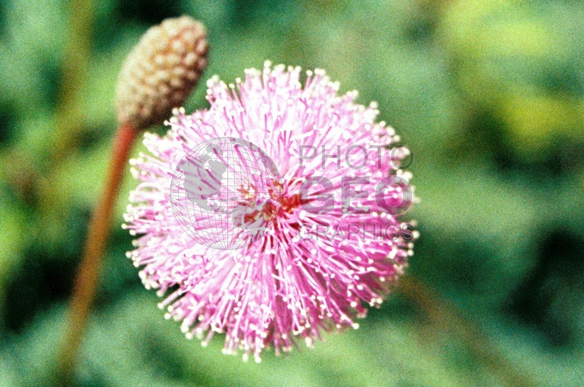 1870 Pink Echinops, Naples, FL