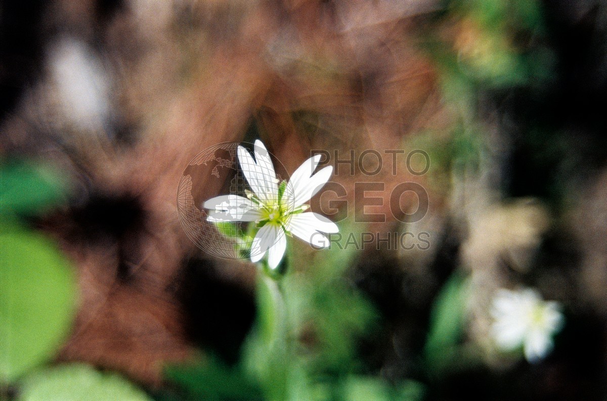 1873 White Flower, Starved Rock State Park,  Oglesby, IL