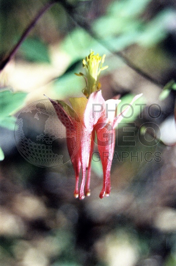 1908 Columbine, Dallas Arboretum, TX