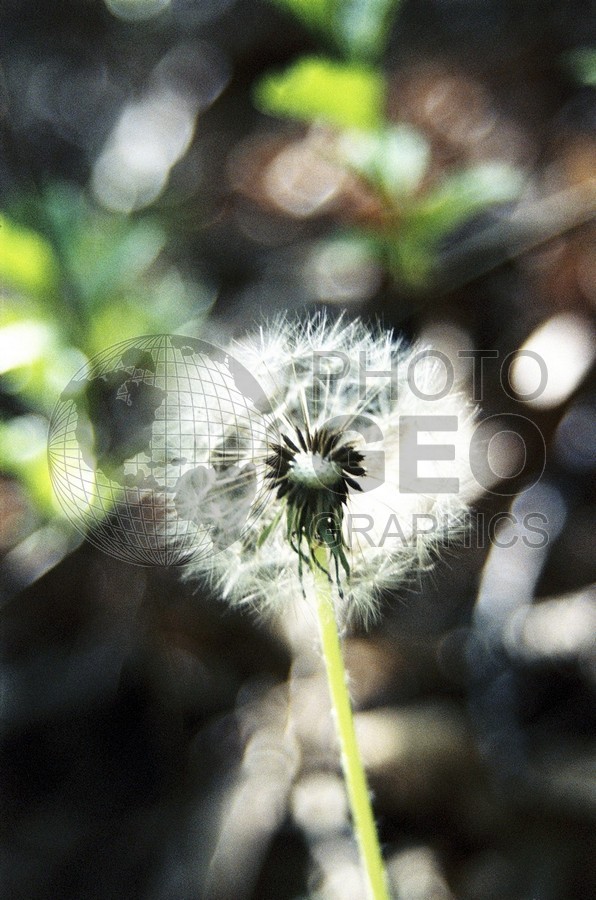 1909 Dandelion, Dallas Arboretum, TX