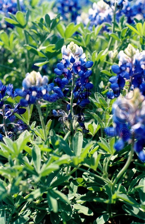 1923 Bluebonnets, Richardson, TX