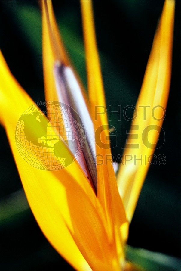 1930 Bird of Paradise, Naples, FL