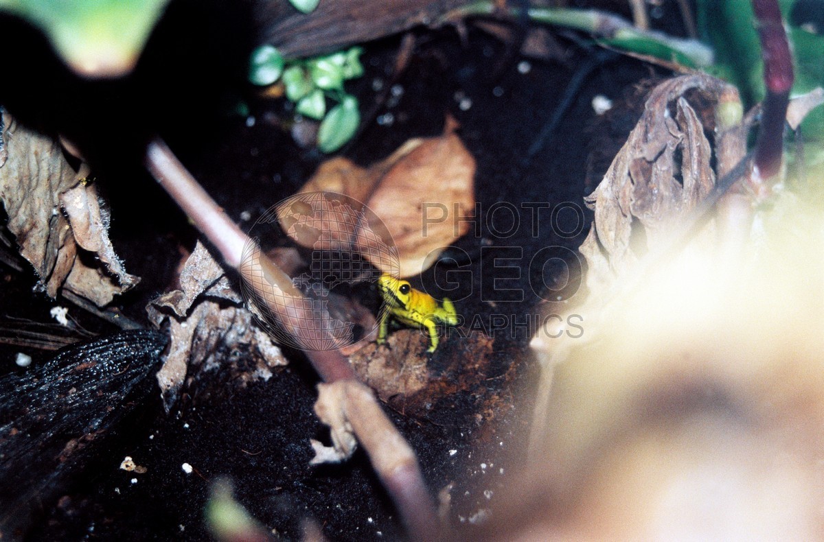 1933 Yellow Frog, Naples, FL