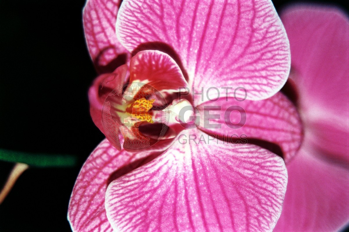 1934 Orchid, Naples, FL