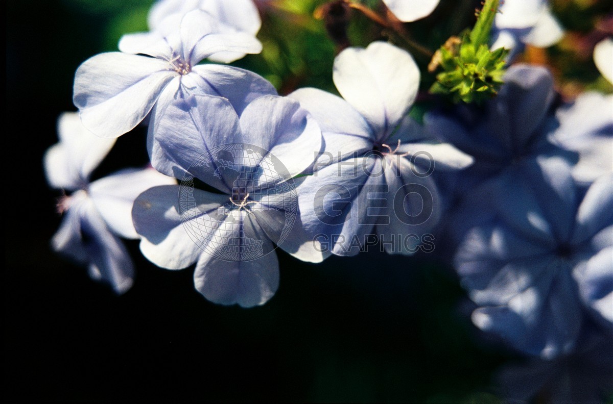 1935 Purple Flowers, Naples, FL
