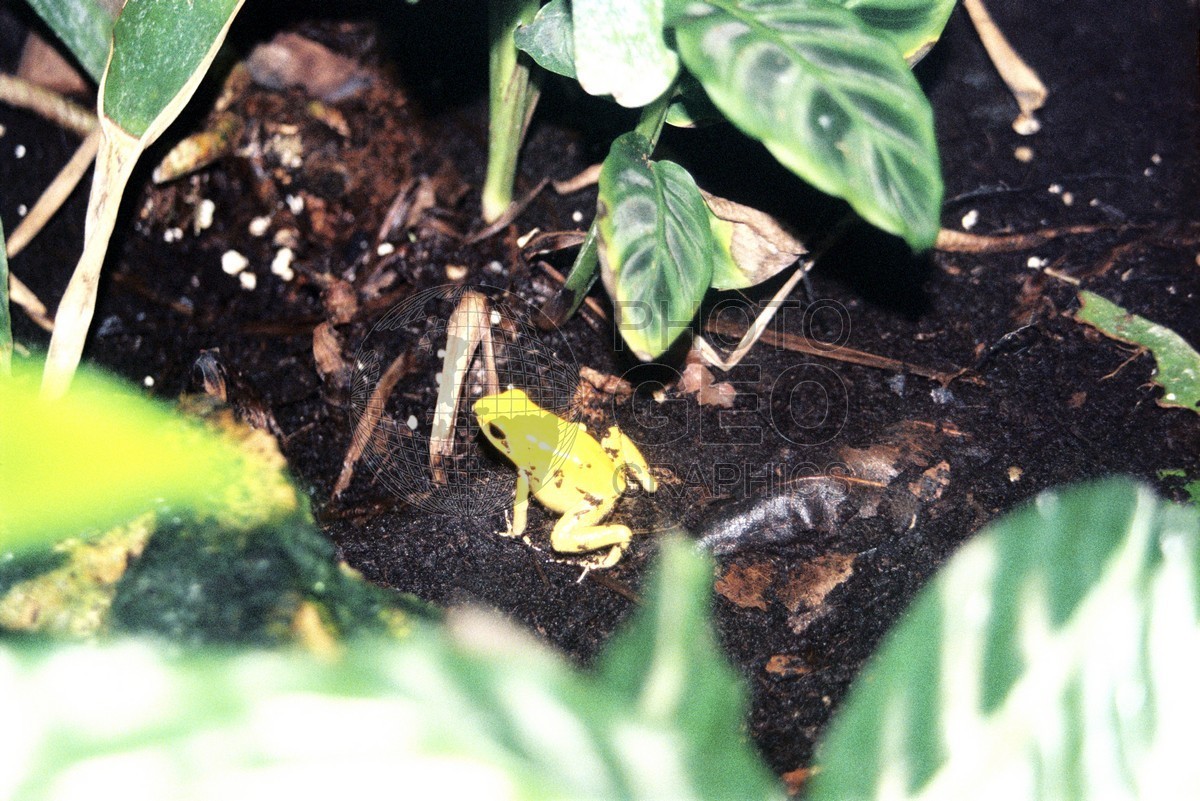 1936 Yellow Frog, Naples, FL