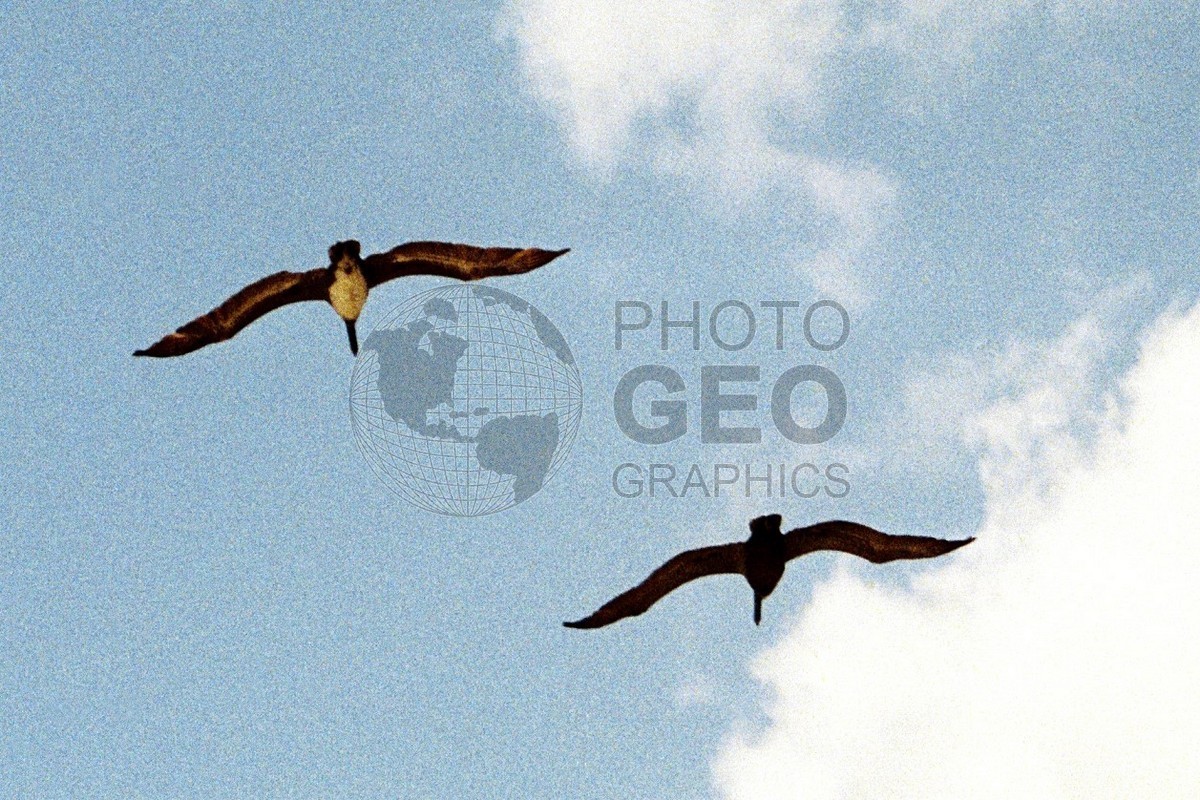 1940 Seagulls, Naples, FL